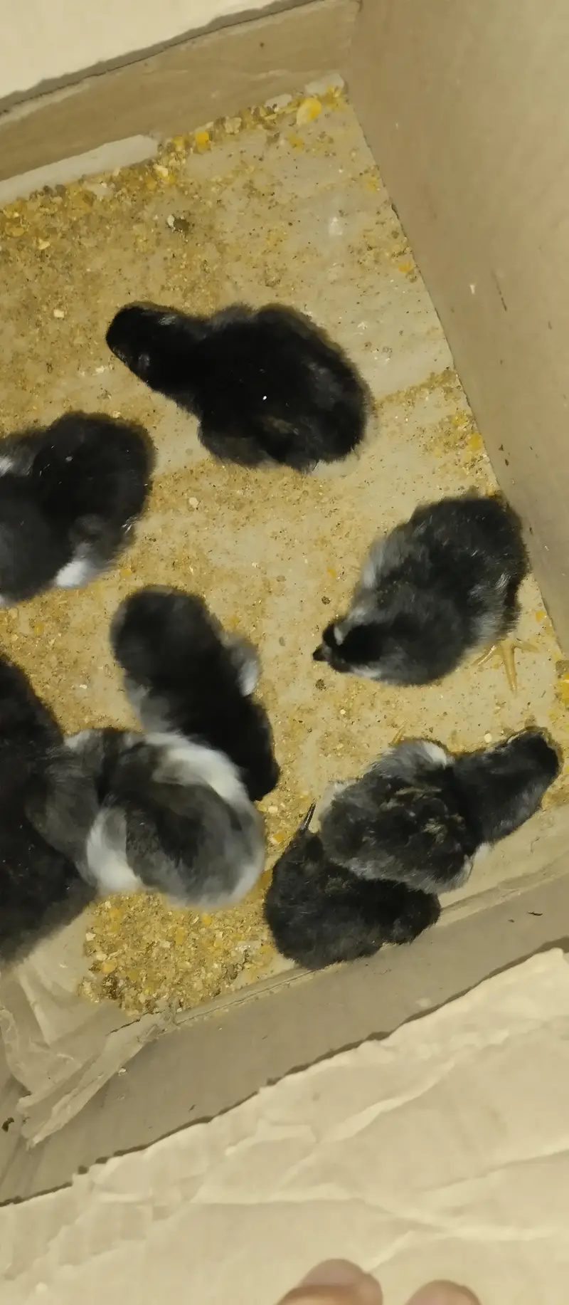 black buff ,aseel chicks — photo 3