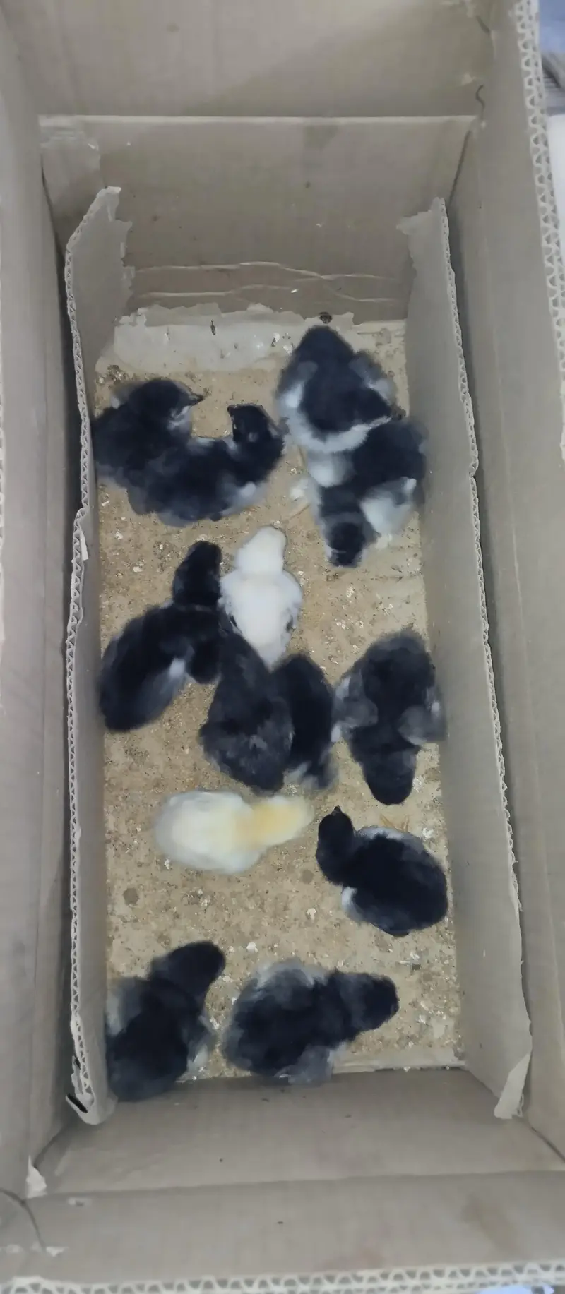 black buff ,aseel chicks — photo 4