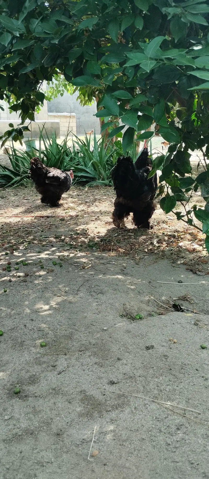 black buff ,aseel chicks — photo 5