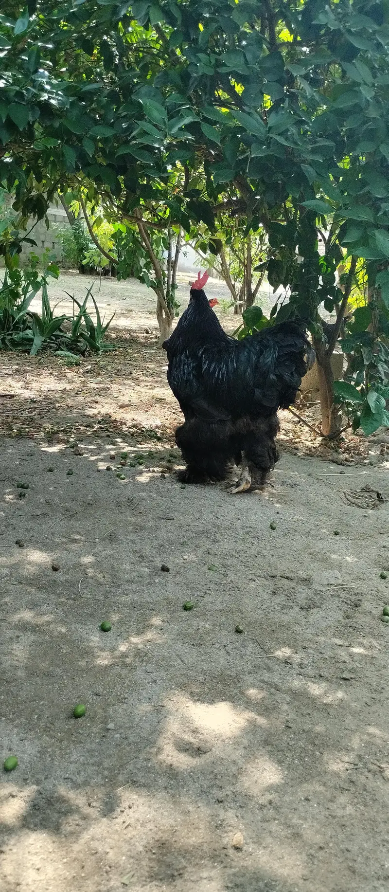 black buff ,aseel chicks — photo 6