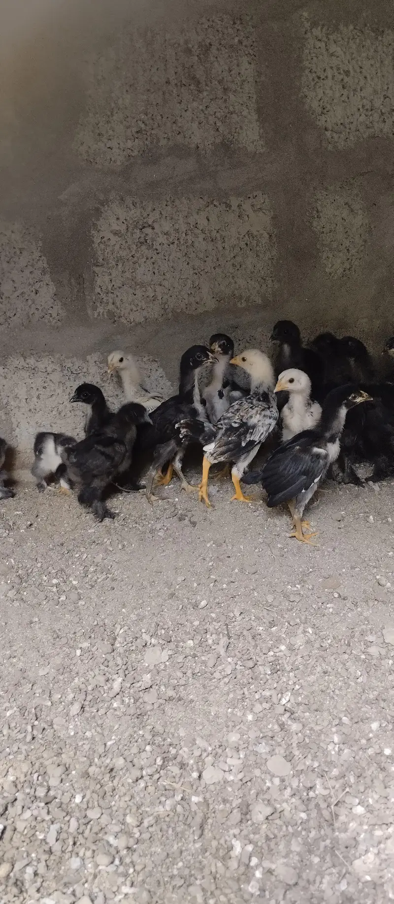 black buff ,aseel chicks — photo 7