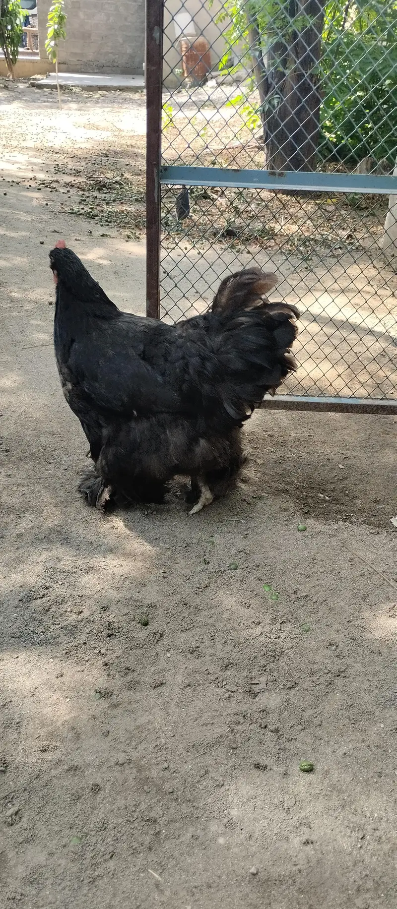 black buff ,aseel chicks — photo 8