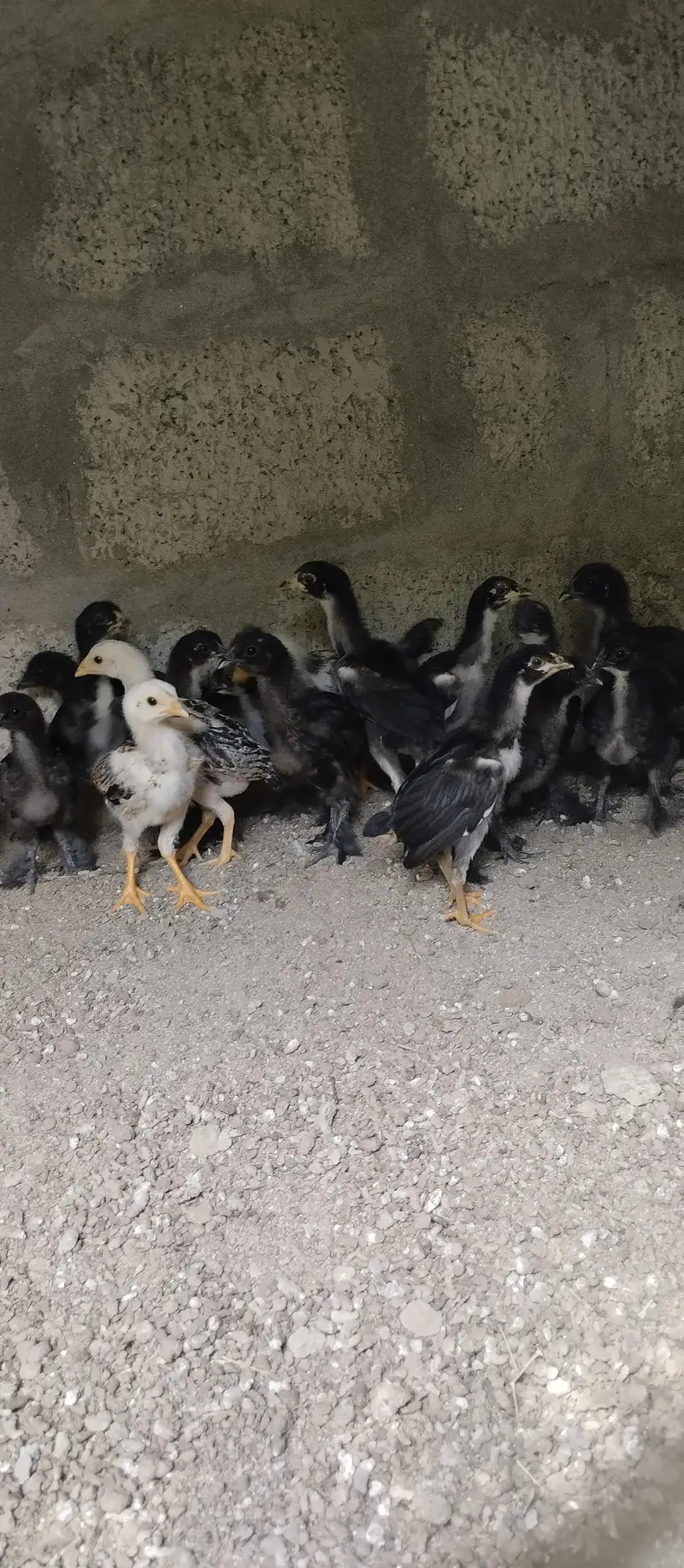 black buff ,aseel chicks — photo 9