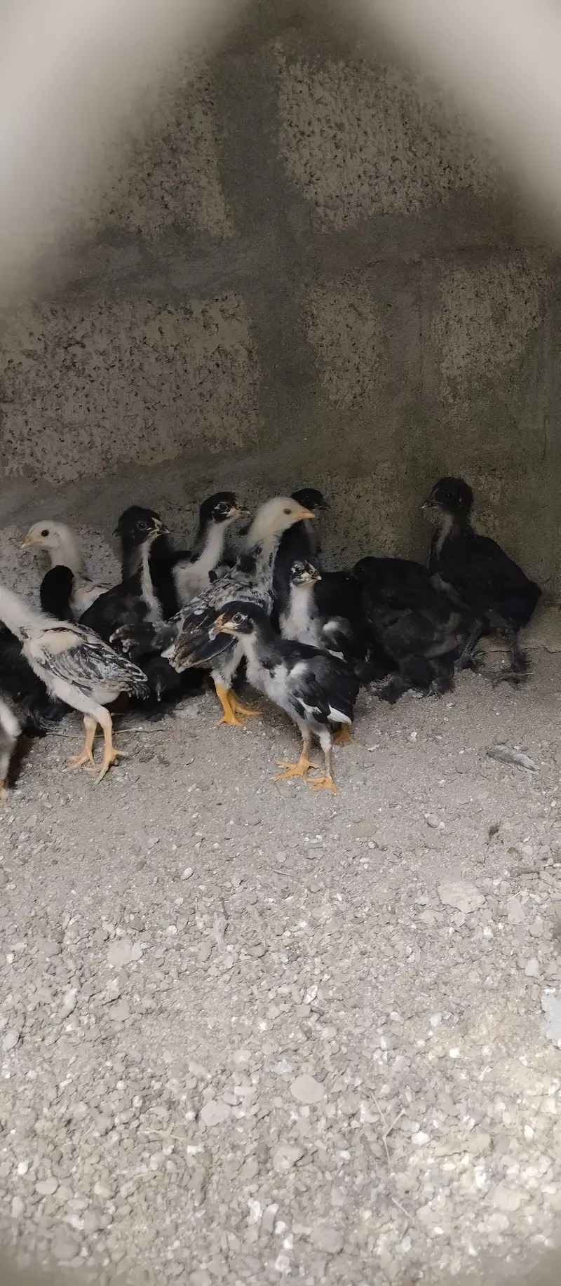 black buff ,aseel chicks — photo 10