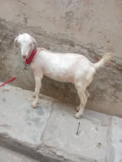 Teddi bakri