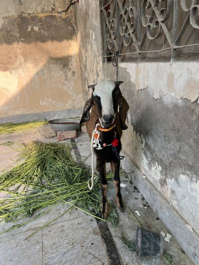 Desi Bakra paalney ky liye behtareen