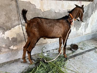 Desi Bakra paalney ky liye behtareen