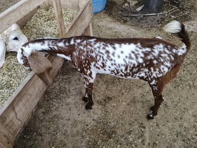 Makhi Chani Goat For Sale 3.5 month age 0342/09879/31