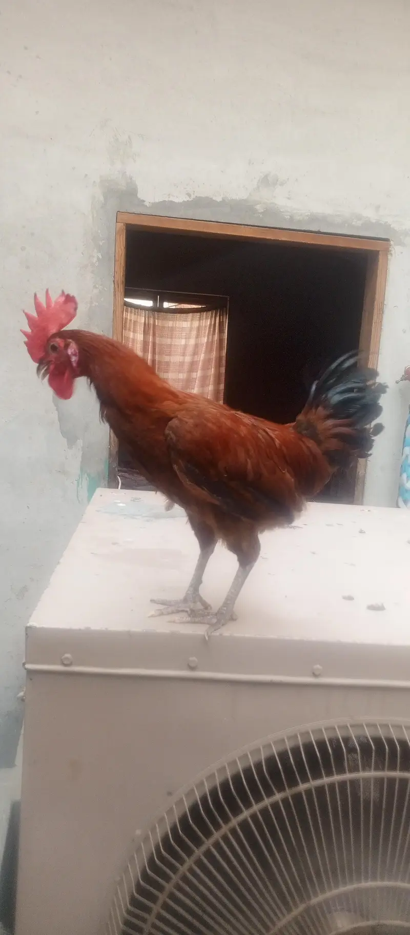 Golden misri  03074774346 — photo 2