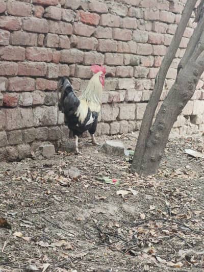 fresh desi murga for slae