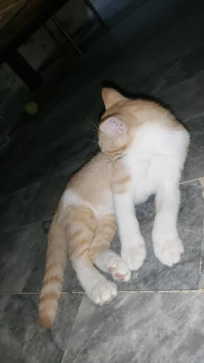 Cats for adoption