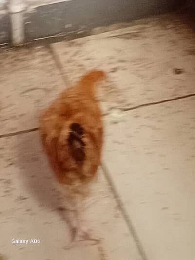 Pure Desi and Mishri chicks for sale very healthy