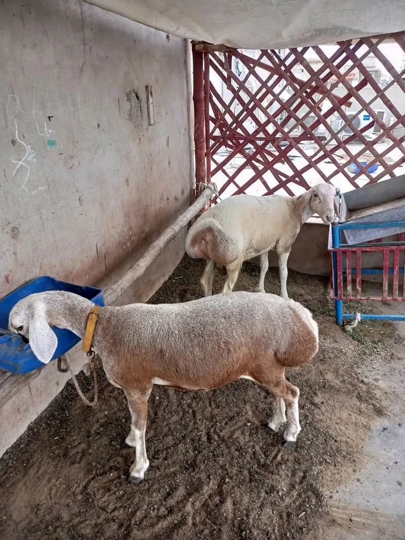 turkey — photo 3