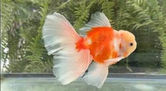 gold fish double tail and single tail available