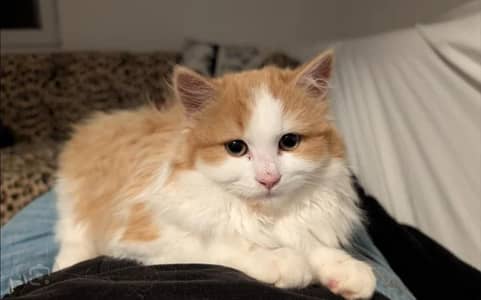 3 Month Old Pure Persian Kitten For Sale