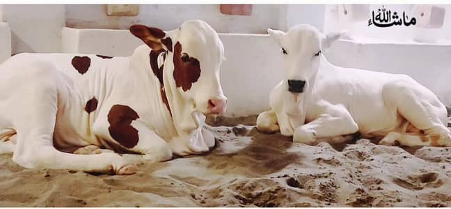 Cholistani Gulabi Abluck Pair