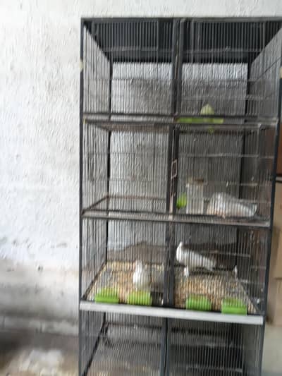 birds cage