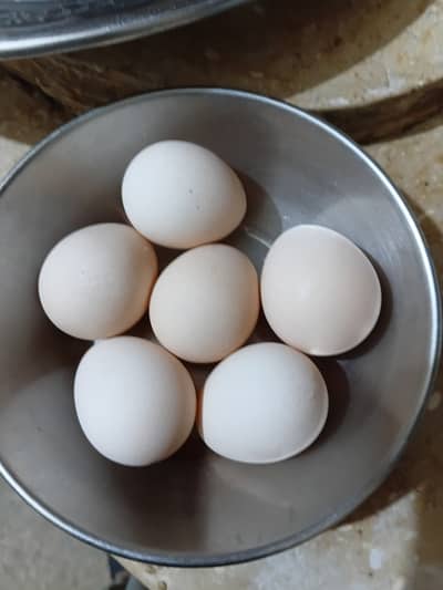 White Guinafawl Eggs (Titri)