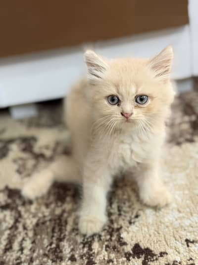 Fawn Male Kitten for Sale