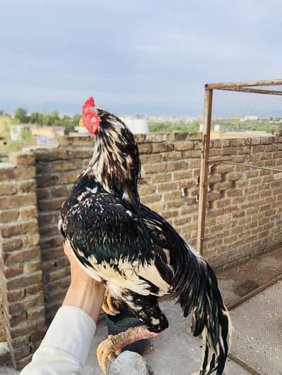 aseel murga one eye :2500 gram