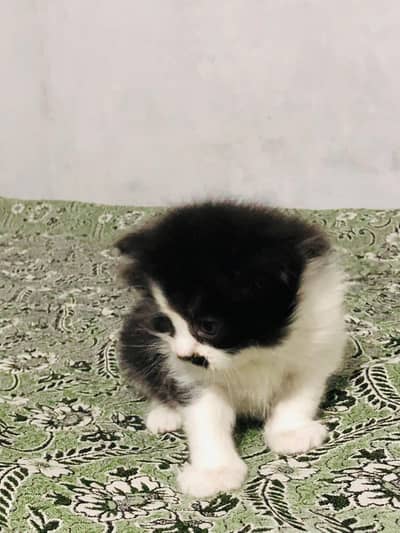 Persian punch face cats available for sale
