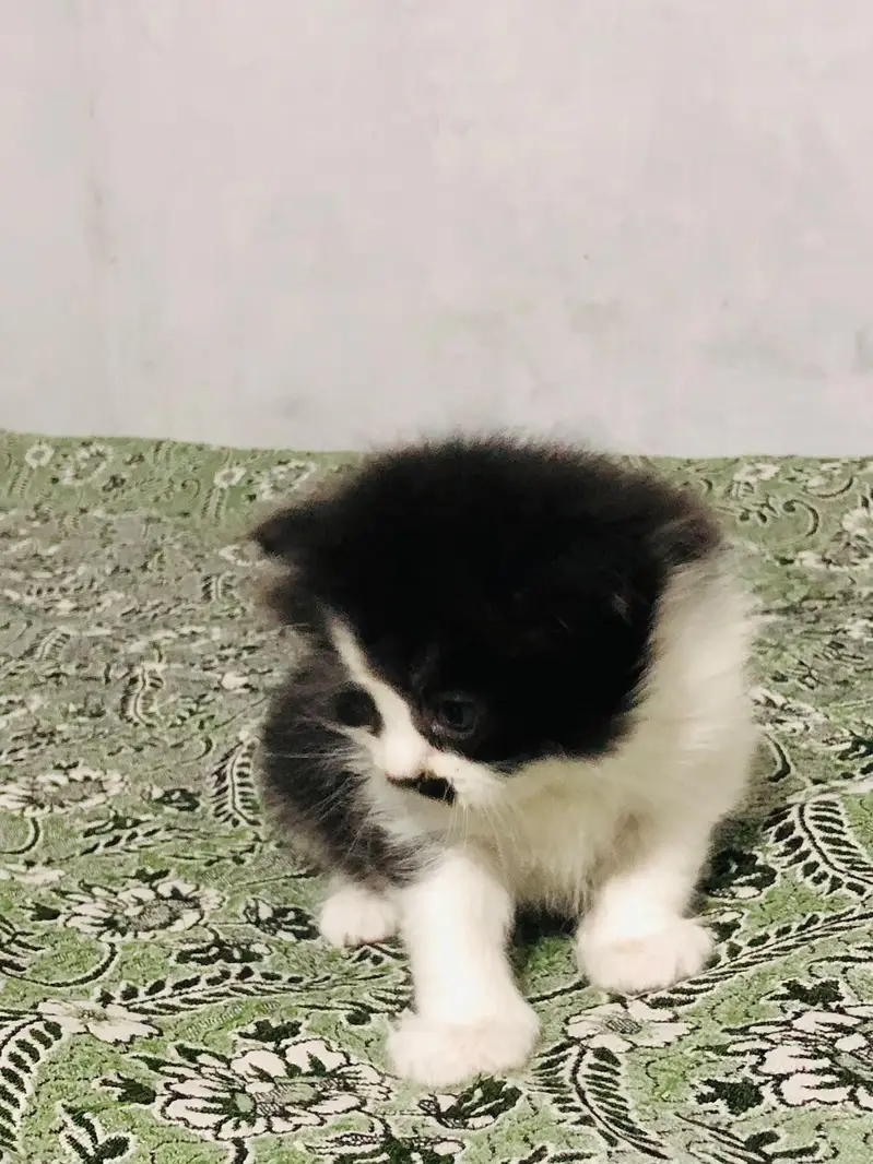 Persian punch face cats available for sale