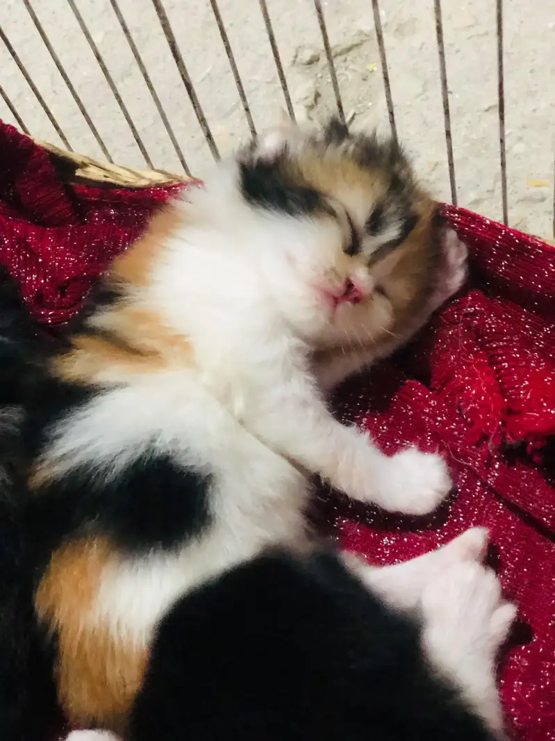 Persian punch face cats available for sale — photo 2