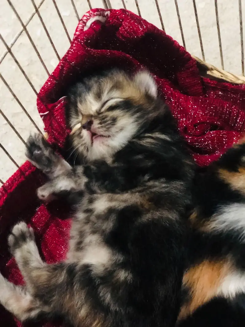 Persian punch face cats available for sale — photo 3