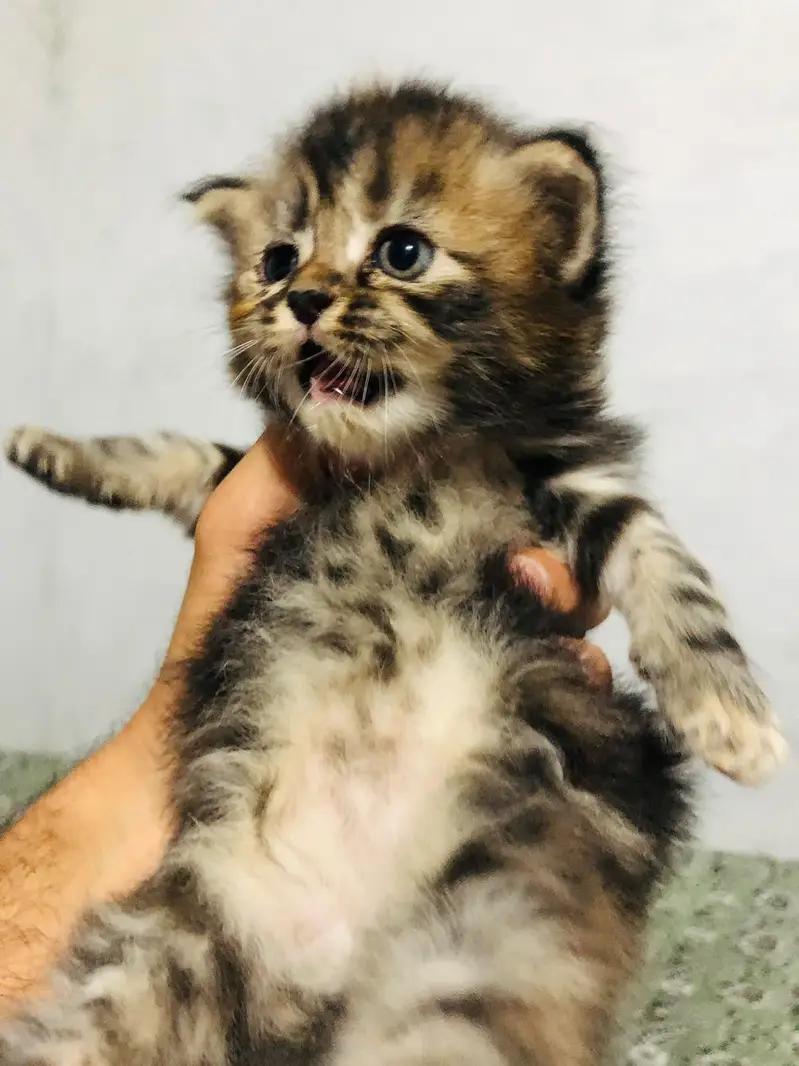 Persian punch face cats available for sale — photo 4