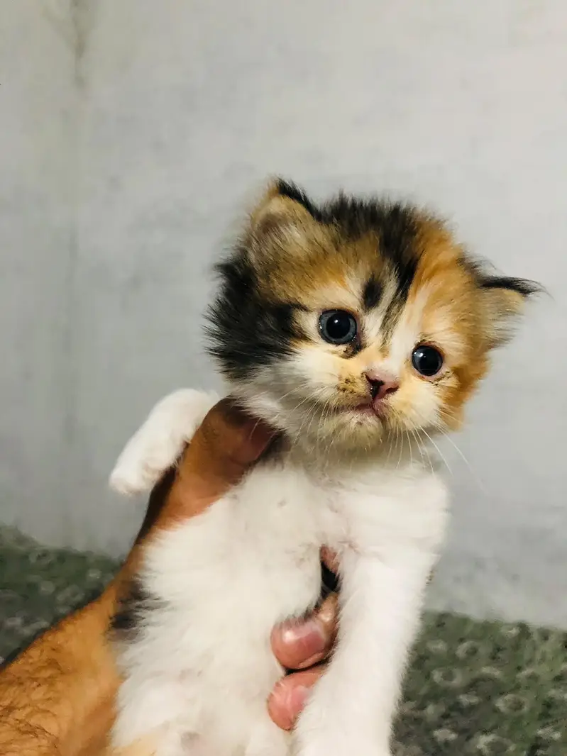 Persian punch face cats available for sale — photo 5