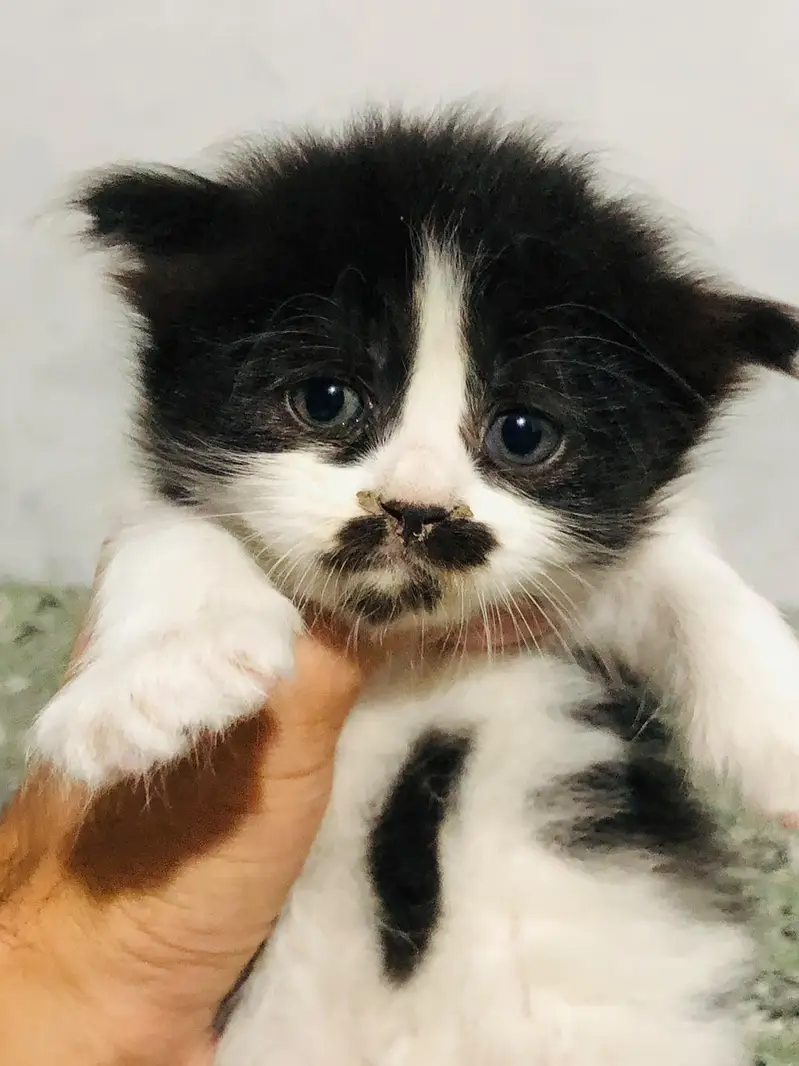 Persian punch face cats available for sale — photo 6