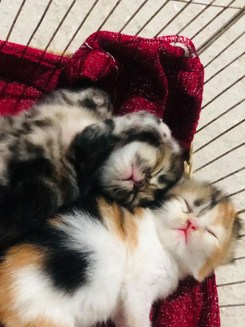 Persian punch face cats available for sale — photo 7