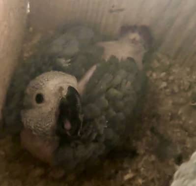 African grey healthy chick
