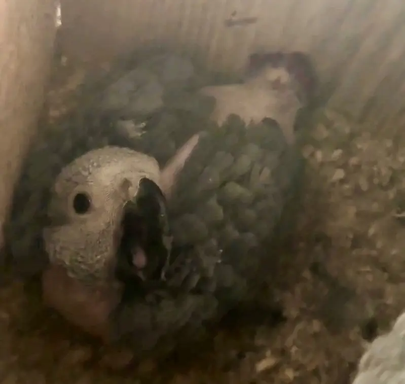 African grey healthy chick
