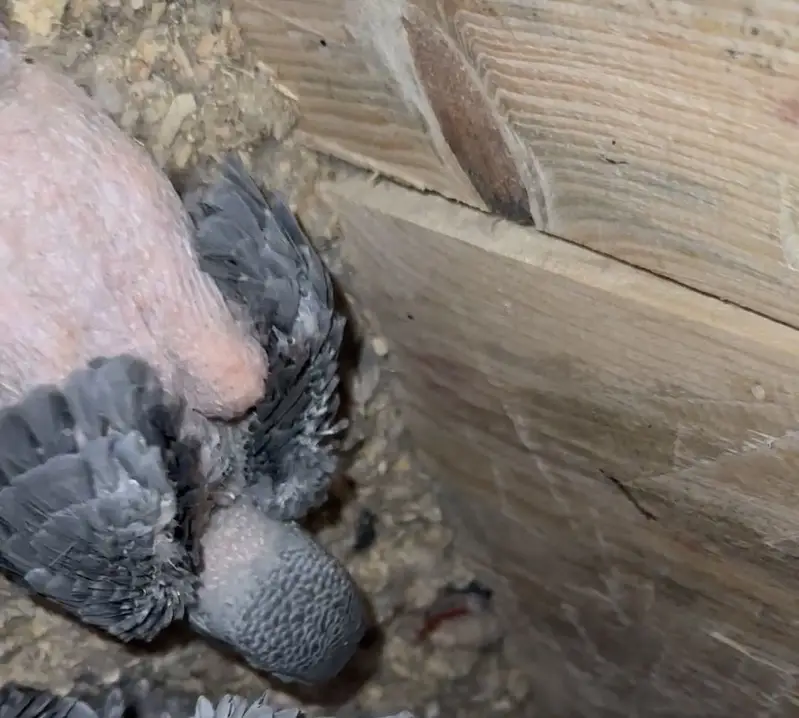 African grey healthy chick — photo 2