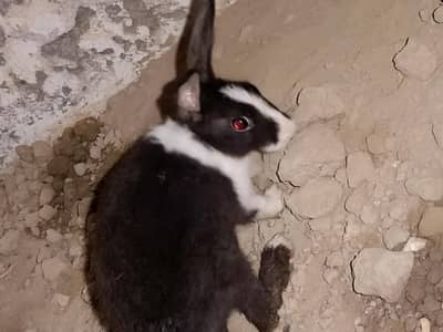 Male and Female Rabbits