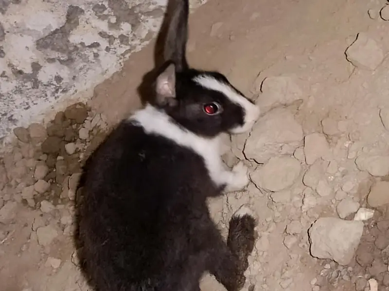 Male and Female Rabbits