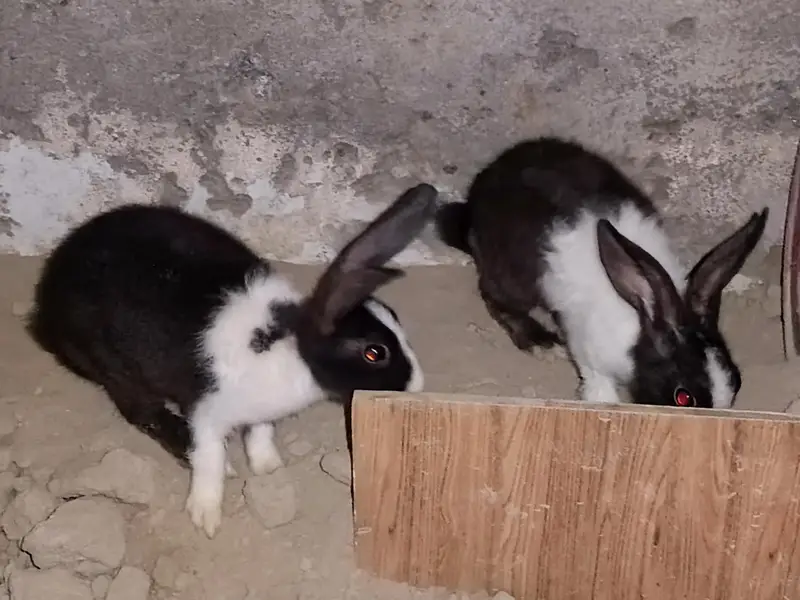 Male and Female Rabbits — photo 2