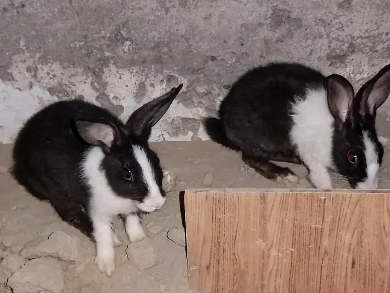 Male and Female Rabbits — photo 3
