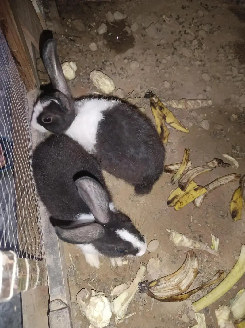 Male and Female Rabbits — photo 4