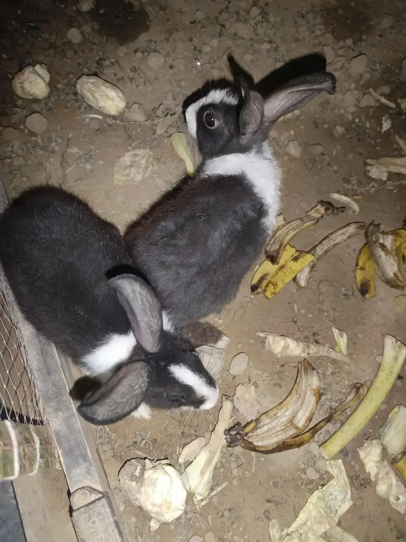 Male and Female Rabbits — photo 5