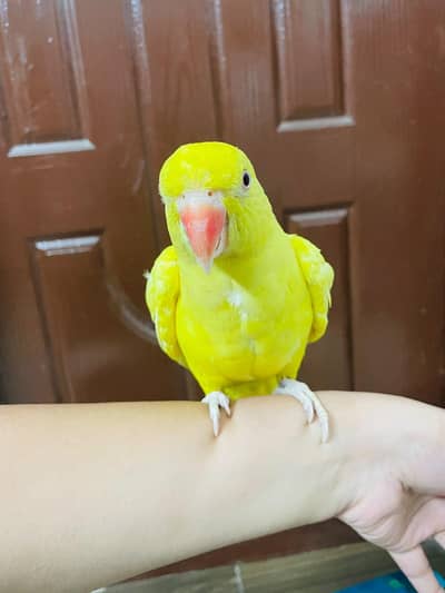 yellow ringneck talking tamed