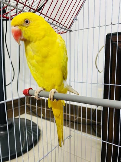 yellow ringneck talking