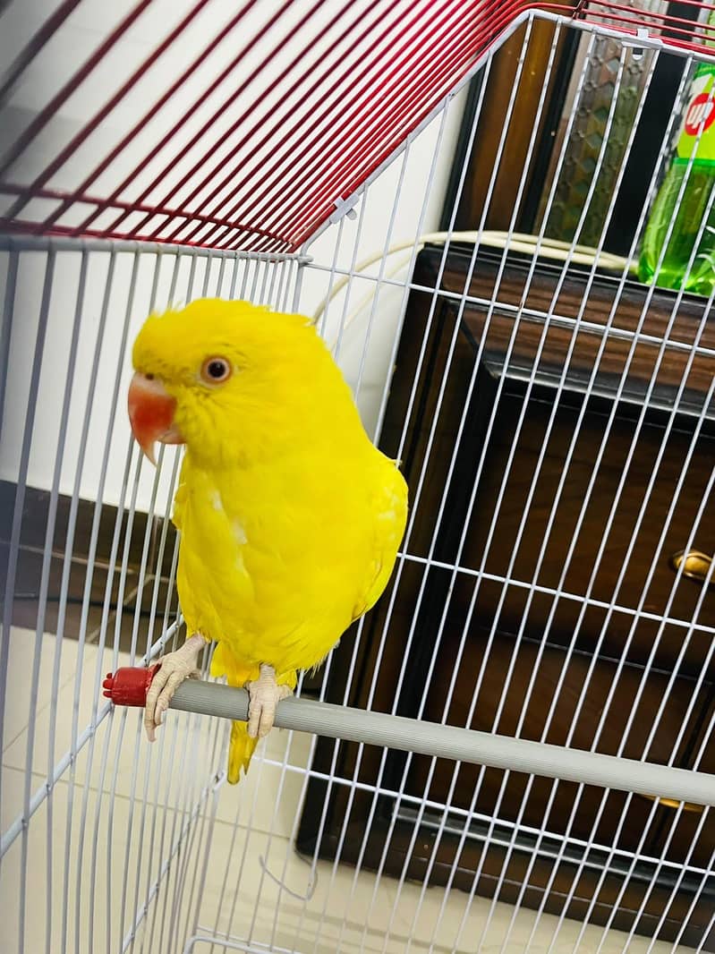 yellow ringneck talking 1