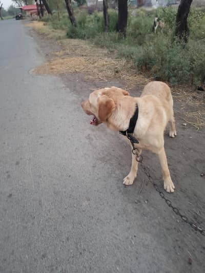 labra dog family dog