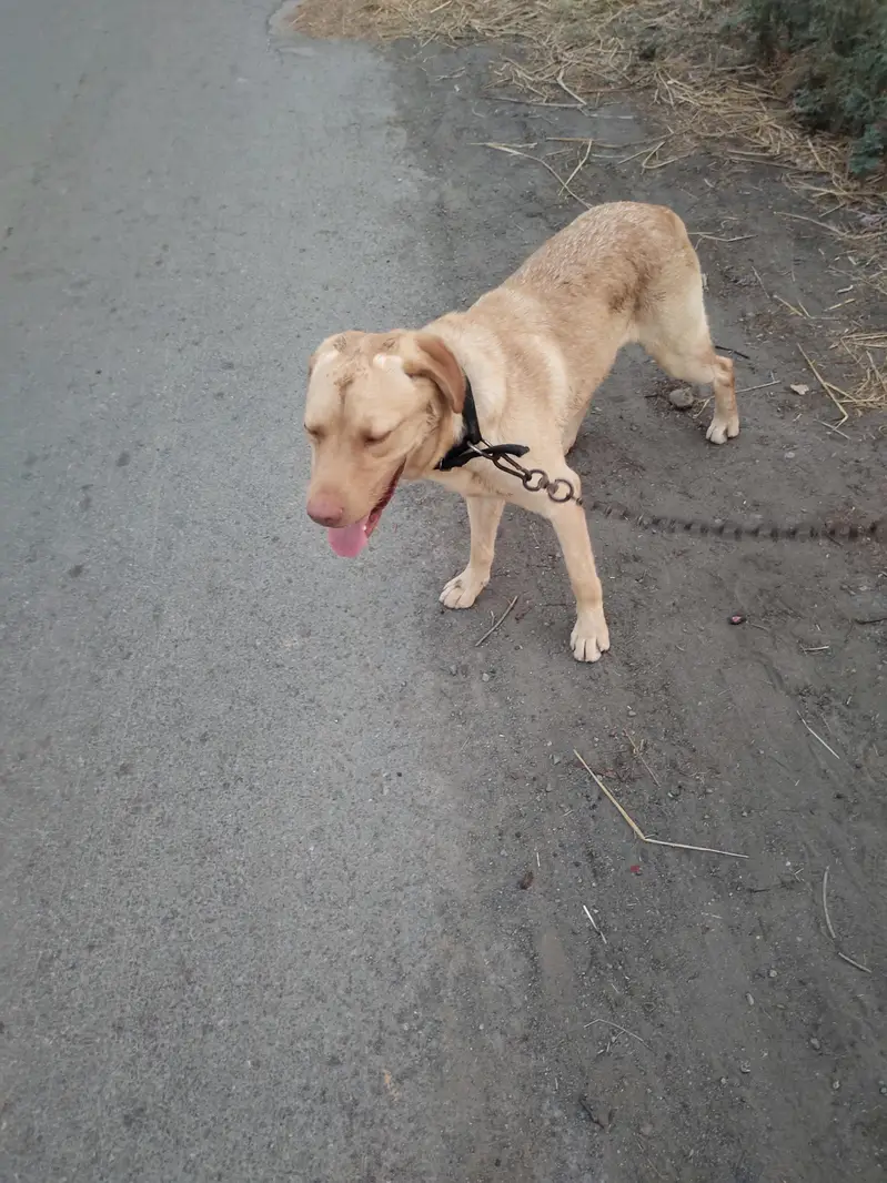 labra dog family dog — photo 2