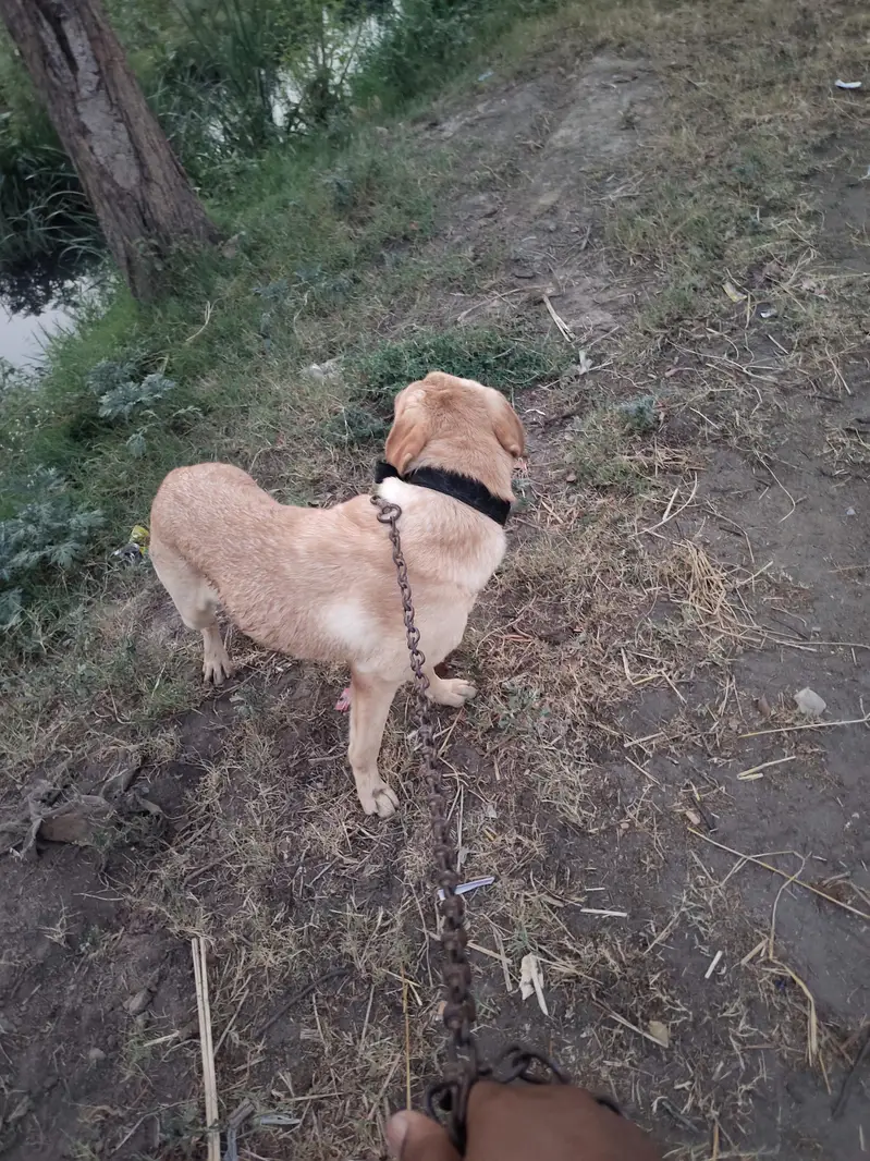 labra dog family dog — photo 3