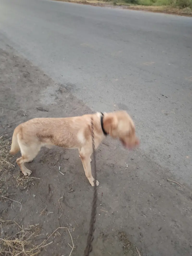 labra dog family dog — photo 4