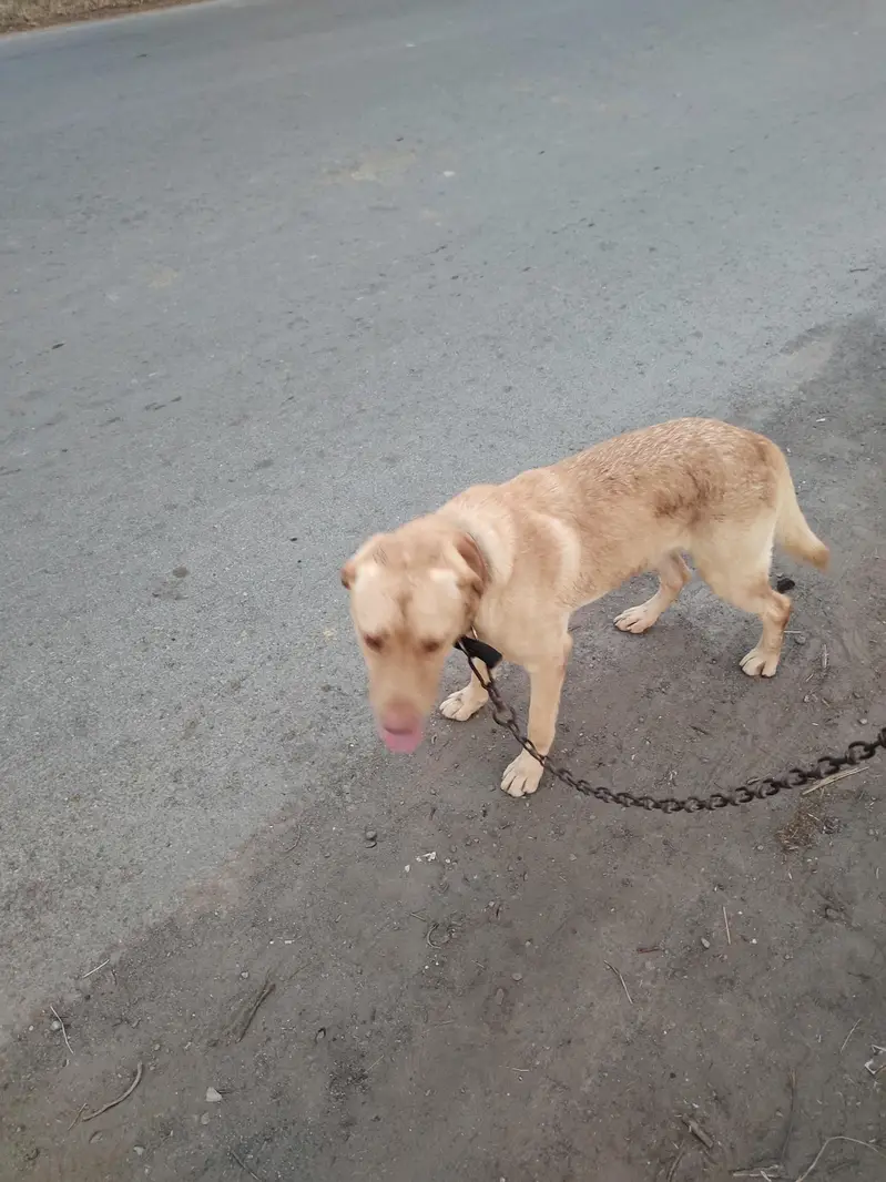 labra dog family dog — photo 5