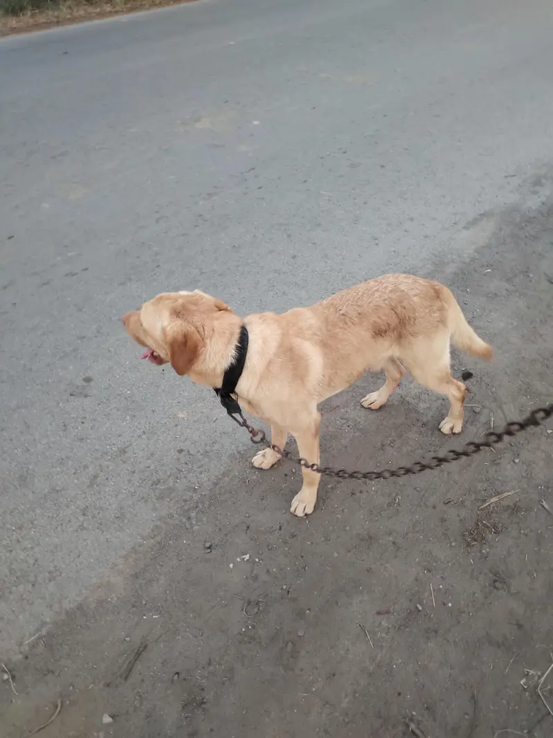 labra dog family dog — photo 6
